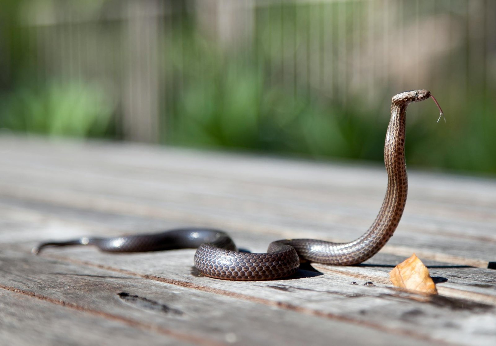 brown snake